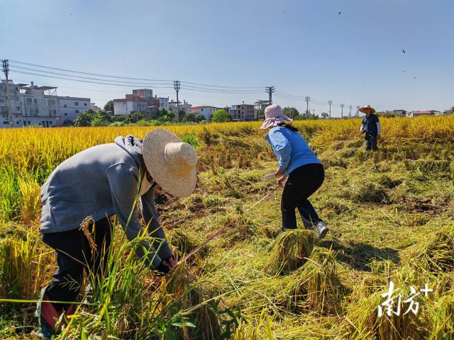 超聲種子增產(chǎn)預(yù)處理后，廣東興寧雙季絲苗香米突破畝產(chǎn)1446.18公斤，再創(chuàng)世界紀(jì)錄！